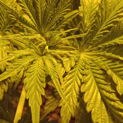Bruce Banner Auto growlog timeline photo