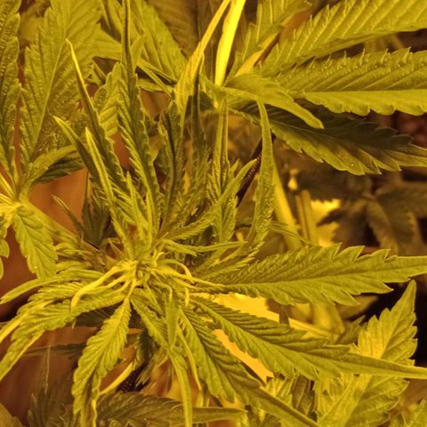 Bruce Banner Auto growlog timeline photo