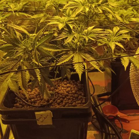 Bruce Banner Auto growlog timeline photo