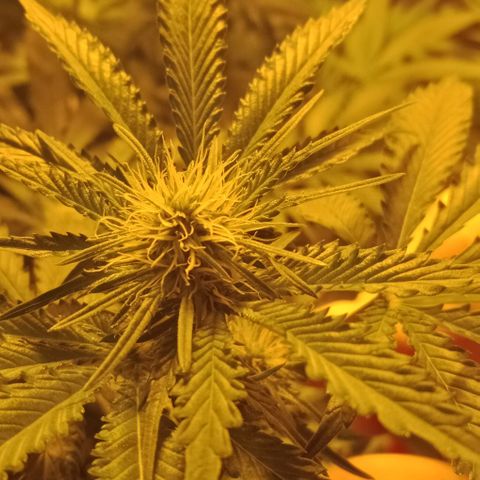 Bruce Banner Auto growlog timeline photo