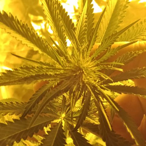 Bruce Banner Auto growlog timeline photo