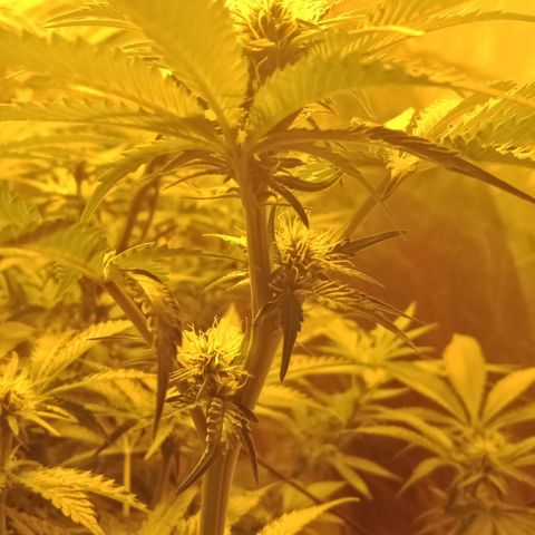 Bruce Banner Auto growlog timeline photo