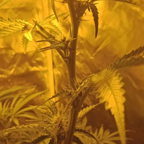 Bruce Banner Auto growlog timeline photo