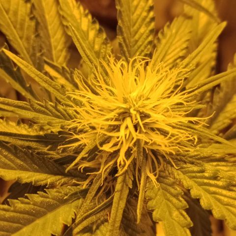 Bruce Banner Auto growlog timeline photo