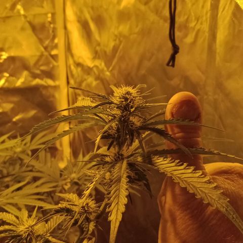 Bruce Banner Auto growlog timeline photo
