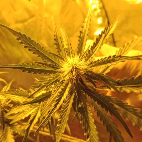 Bruce Banner Auto growlog timeline photo