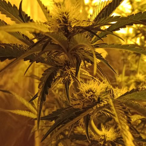 Bruce Banner Auto growlog timeline photo