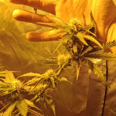Bruce Banner Auto growlog timeline photo