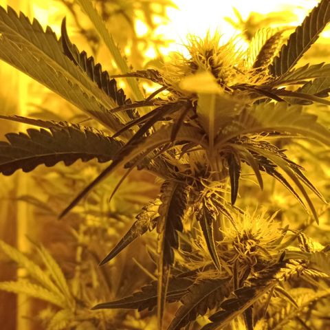 Bruce Banner Auto growlog timeline photo