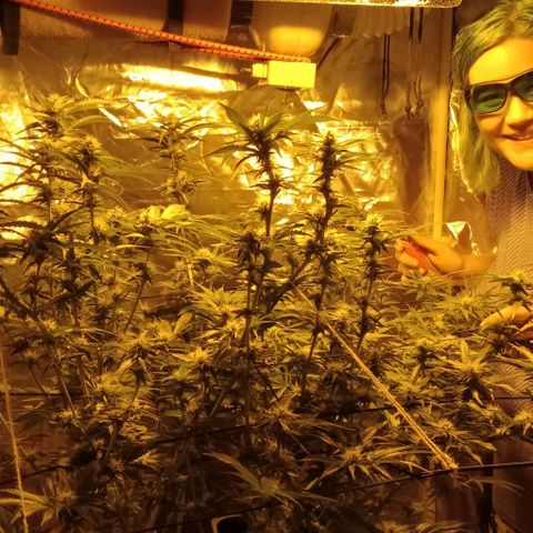 Bruce Banner Auto growlog timeline photo