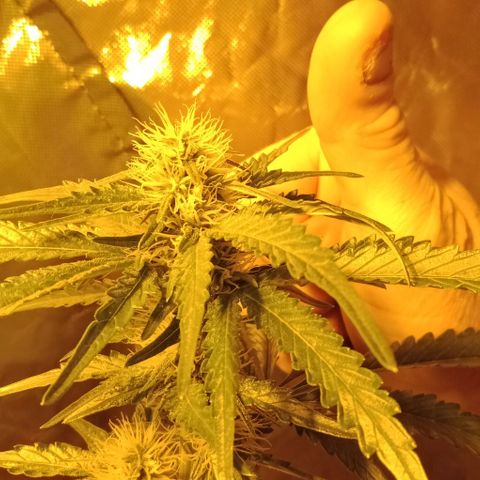 Bruce Banner Auto growlog timeline photo
