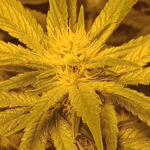 Bruce Banner Auto growlog timeline photo