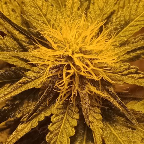 Bruce Banner Auto growlog timeline photo
