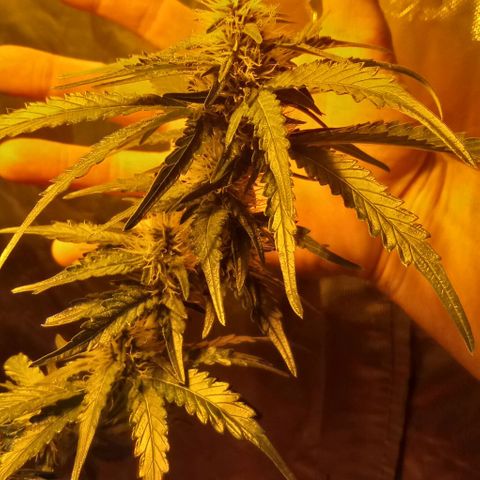 Bruce Banner Auto growlog timeline photo