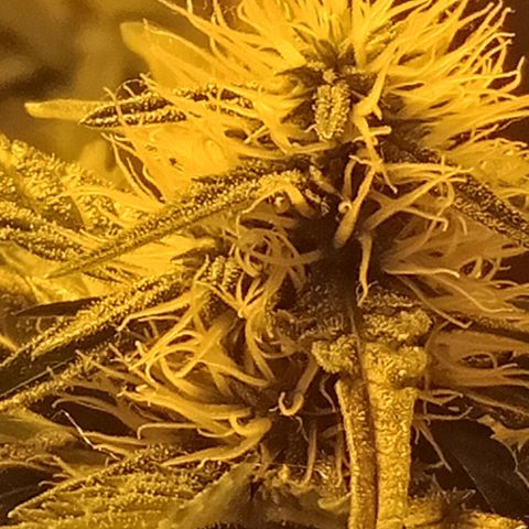 Bruce Banner Auto growlog timeline photo