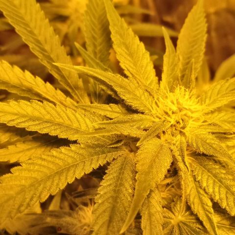 Bruce Banner Auto growlog timeline photo