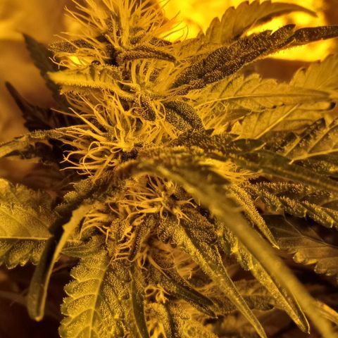 Bruce Banner Auto growlog timeline photo