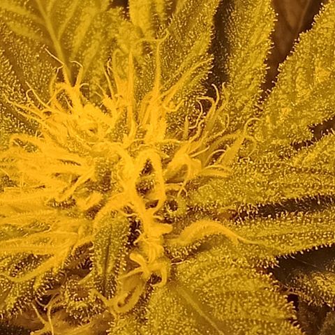 Bruce Banner Auto growlog timeline photo