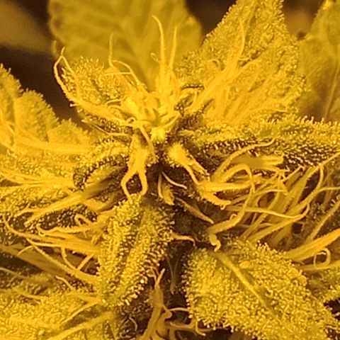 Bruce Banner Auto growlog timeline photo