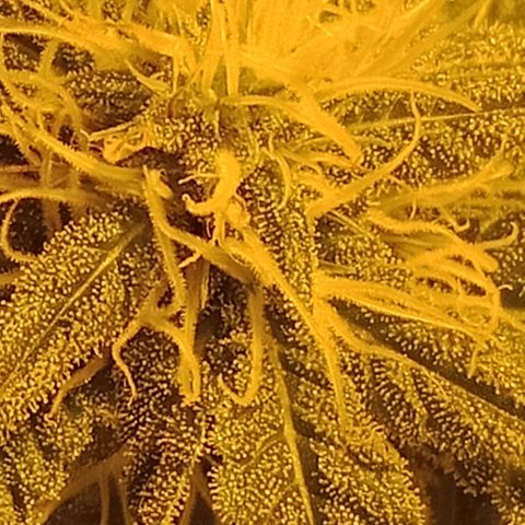Bruce Banner Auto growlog timeline photo