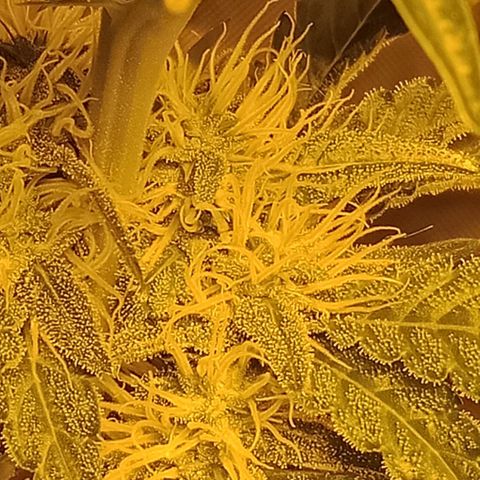 Bruce Banner Auto growlog timeline photo
