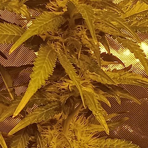 Bruce Banner Auto growlog timeline photo