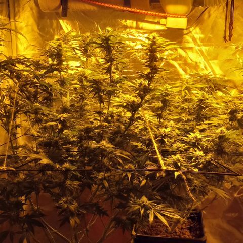 Bruce Banner Auto growlog timeline photo