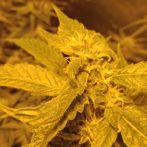 Bruce Banner Auto growlog timeline photo
