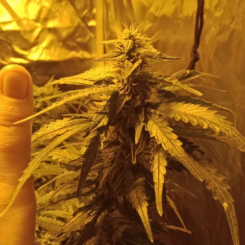 Bruce Banner Auto growlog timeline photo