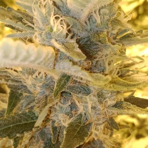 Bruce Banner Auto growlog timeline photo