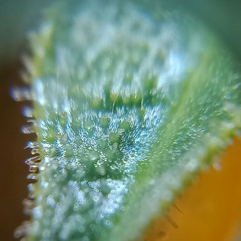 Bruce Banner Auto growlog timeline photo