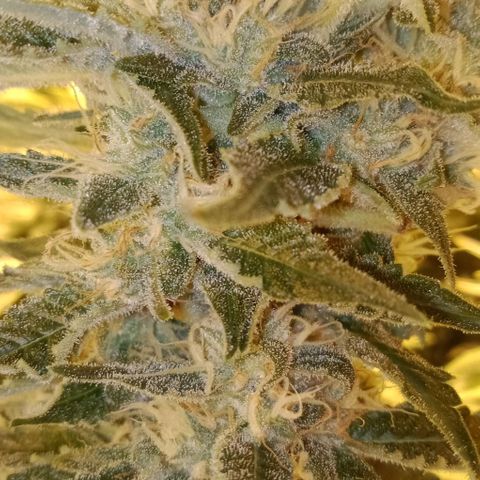 Bruce Banner Auto growlog timeline photo