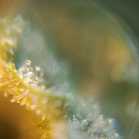 Bruce Banner Auto growlog timeline photo