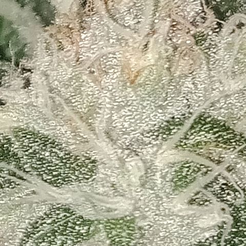 Bruce Banner Auto growlog timeline photo