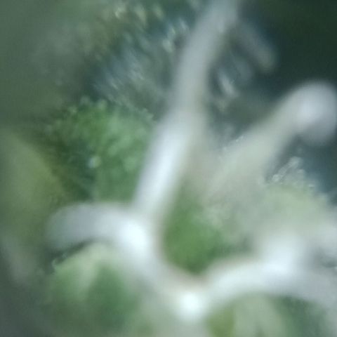 Bruce Banner Auto growlog timeline photo