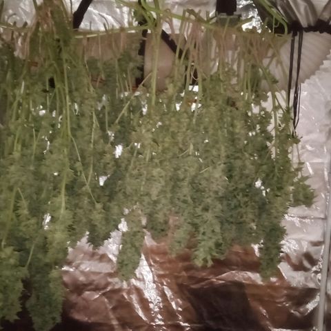 Bruce Banner Auto growlog timeline photo