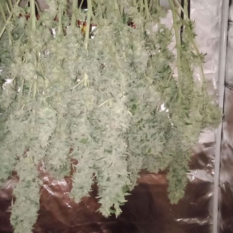 Bruce Banner Auto growlog timeline photo