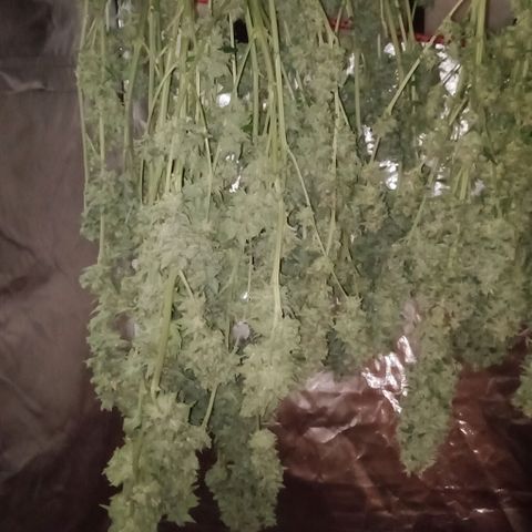 Bruce Banner Auto growlog timeline photo