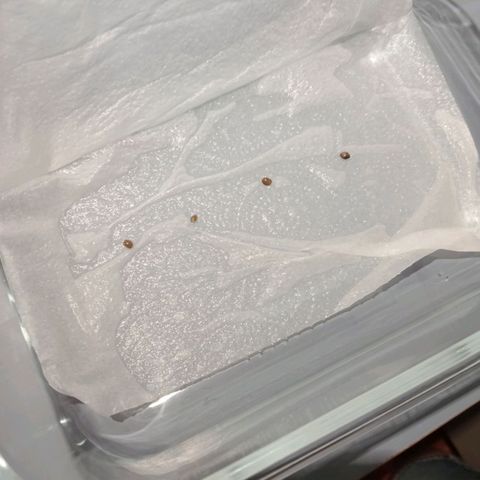C - 🦍glue #4 growlog timeline photo