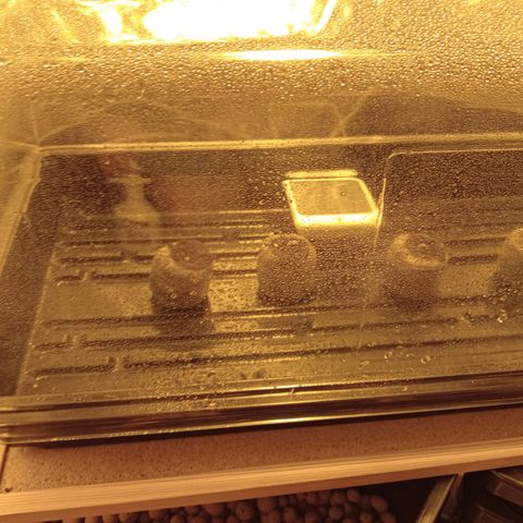 C - 🦍glue #4 growlog timeline photo