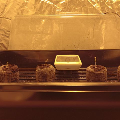 C - 🦍glue #4 growlog timeline photo