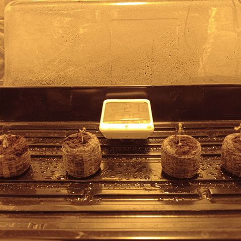 C - 🦍glue #4 growlog timeline photo
