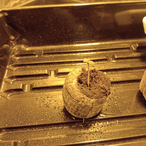 C - 🦍glue #4 growlog photo: 6.20pm