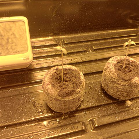 C - 🦍glue #4 growlog photo: 6.20pm