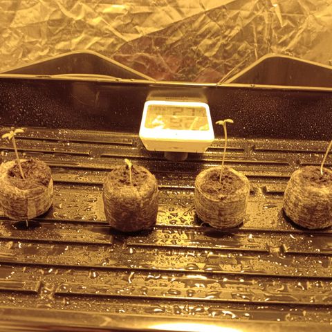 C - 🦍glue #4 growlog photo: 8am day 5