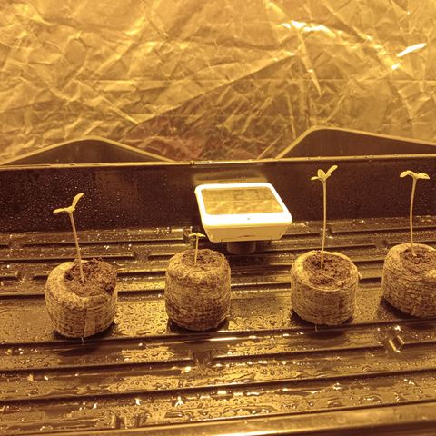 C - 🦍glue #4 growlog timeline photo