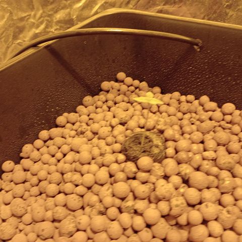 C - 🦍glue #4 growlog timeline photo