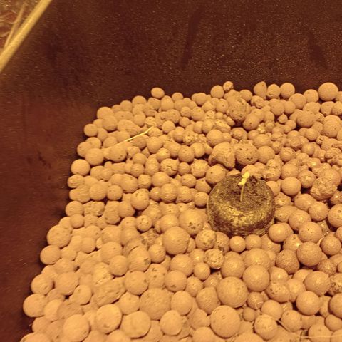 C - 🦍glue #4 growlog timeline photo