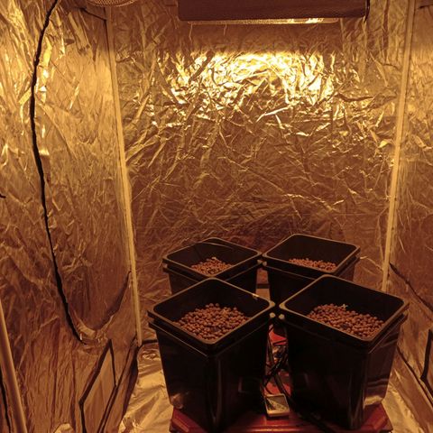 C - 🦍glue #4 growlog timeline photo