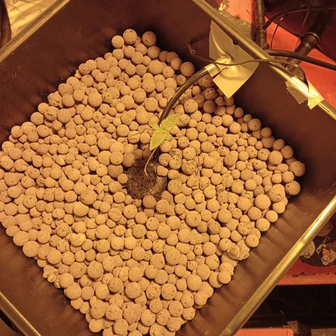 C - 🦍glue #4 growlog timeline photo